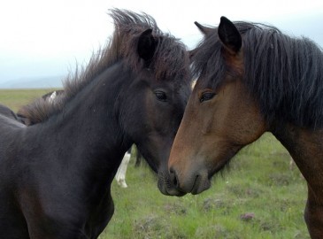 Valentine's Day - Horse Racing Gift Experiences