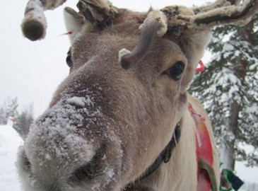 Top Ten Christmas Gift Ideas and Experiences