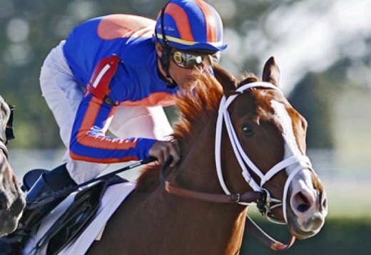 Horse Experience