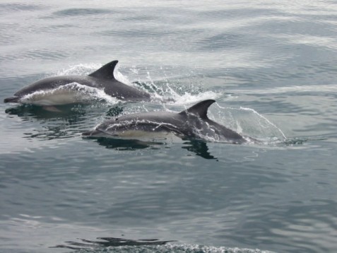 Dolphin and Whale Watching for Two in Ireland