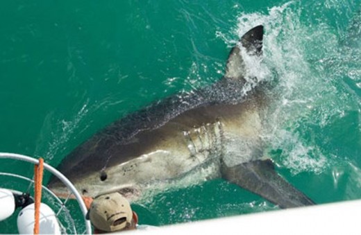 Shark Cage Diving in South Africa
