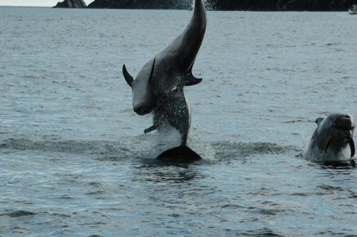 Dolphin and Whale Watching in Ireland (Family Ticket)