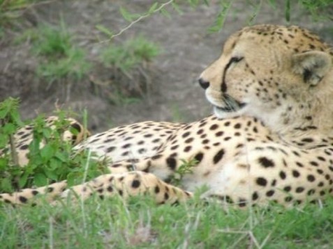 6 Day Safari in Kenya - Africa