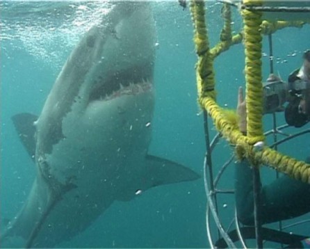 Shark Cage Diving in South Africa
