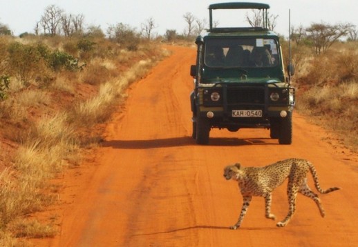 6 Tages Safari in Kenia - Afrika