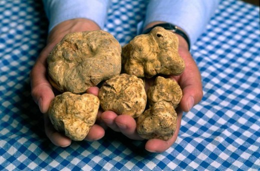 Guided Truffle Hunt in Istria