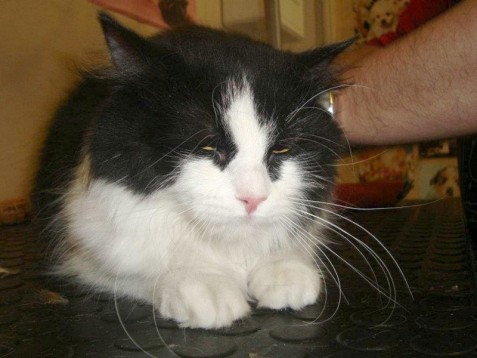 Masaje para perro o gato - Madrid