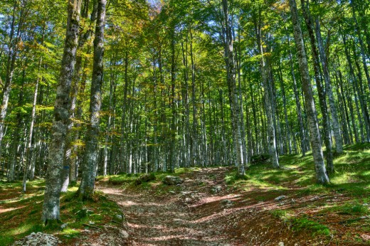 Passeggiata nella faggeta secolare 