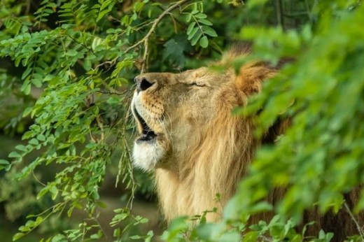 Visite du Bioparc - Billet Enfant - (3-10ans)