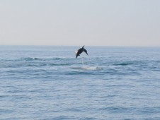 Jet Boat em Vilamoura (30min)