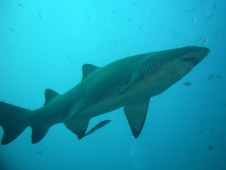 Pesca Embarcada ao Tubarão no Algarve (6h)