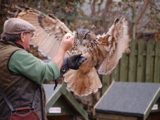 Cours de fauconnerie privé pour 2, à Wicklow - Irlande