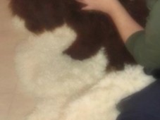 Masaje para perro o gato - Madrid