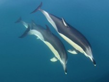 Meet the Dolphins