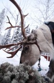 Snowmobile trip to husky and reindeer farm in Lapland, for two