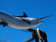 Pesca Grossa Embarcada no Algarve (6h)