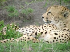 3 Days Safari in Kenya