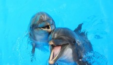 Safari fra delfini e grotte per due in Portogallo