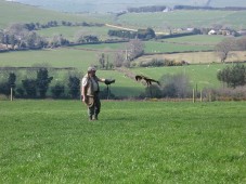 Cours de fauconnerie privé pour 2, à Wicklow - Irlande