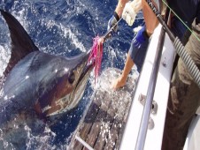 Pesca Embarcada no Algarve (3h)