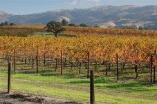 San Francisco Tri-Valley wine tour and Premium Outlet shopping