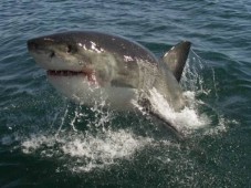 Shark Cage Diving in South Africa