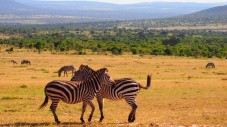 3 Tages Safari in Kenia - Afrika