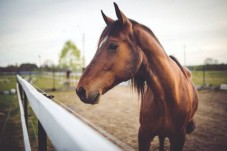 Rutas a Caballo en Barcelona