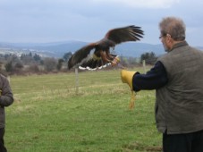 Introduction à la fauconnerie pour 2 à Wicklow - Irlande