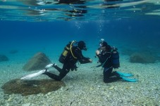 Open Water Diver Calabria - Brevetto Internazionale
