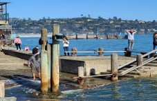 Muir Woods, Sausalito and Sonoma Wine Country tour- San Francisco
