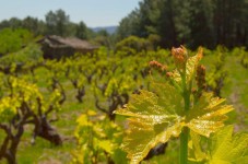 Cata de Vinos con Visita a Bodega en Madrid - 2 personas