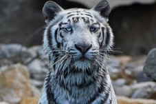 Parc animalier de la Barben - 1 Enfant (3-12 ans)