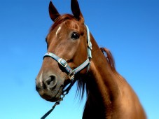 Rutas a Caballo en Barcelona