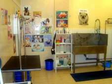Spa perros medianos o gatos Madrid - Bienestar total