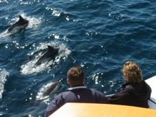 Dolphin and Whale Watching for Two in Ireland