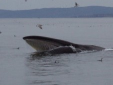 Dolphin and Whale Watching in Ireland (Family Ticket)