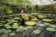 Royal Botanical Gardens London - For Two
