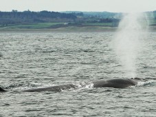 Dolphin and Whale Watching for Two in Ireland