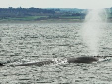 Dolphin and Whale Watching in Ireland