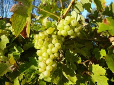 Vineyard Tour and Tasting with Lunch for four