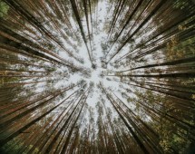 Muir Woods, Sausalito and Sonoma Wine Country tour- San Francisco
