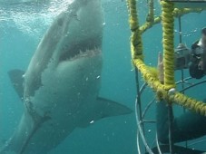 Shark Cage Diving in Cape Town, South Africa
