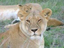 3 Tages Safari in Kenia - Afrika