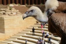 Visite du Bioparc - Billet Enfant - (3-10ans)