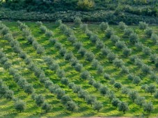 Découverte du vin et de l'huile d'olive - Bouches-du-Rhône (13)