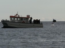 Dolphin and Whale Watching in Ireland (Family Ticket)