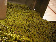 Découverte du vin et de l'huile d'olive - Bouches-du-Rhône (13)