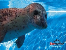 Ticket for Zoomarine Theme Park (Child or Senior) - Algarve, Portugal