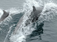 Dolphin and Whale Watching in Ireland (Family Ticket)